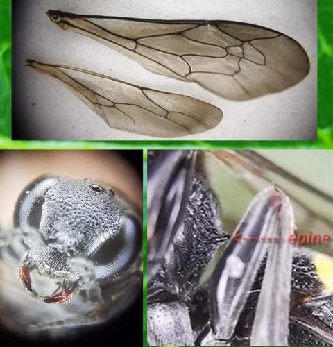 Nysson trimaculatus